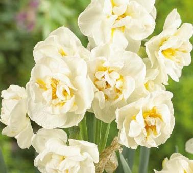 Narcissus Bridal Crown 6-pack Online Sale