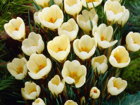 Bägarkrokus-Crocus Chrysanthus  Cream Beauty  20-pack Online now