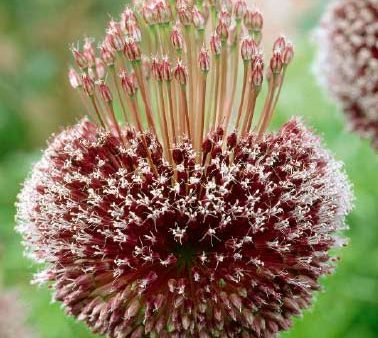 Allium  Forelock  1-pack Sale