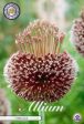 Allium  Forelock  1-pack Sale