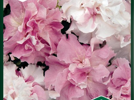 Petunia, Cascade Orchid Mist F1, dubbel For Discount