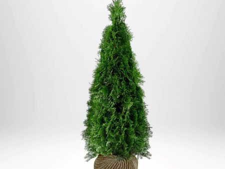 Thuja Smaragd 120-140 cm, RB » LQ For Discount