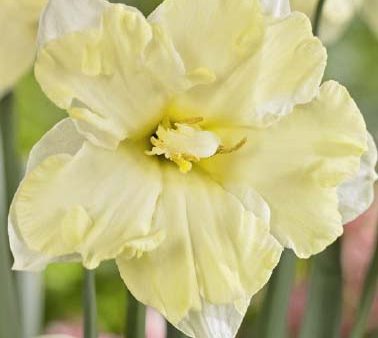 Narcissus Cassata 5-pack Sale