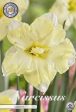 Narcissus Cassata 5-pack Sale