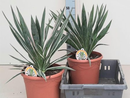 Yucca gloriosa  Silver Variegata  Online