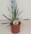 Yucca gloriosa  Silver Variegata  Online Hot Sale