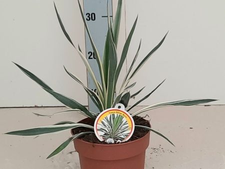 Yucca gloriosa  Silver Variegata  Online Hot Sale