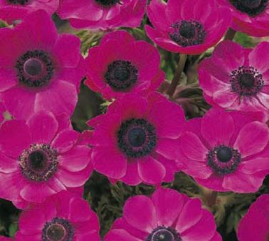 Bukettanemon-Anemone Coronaria  Sylphide  20-pack Online now