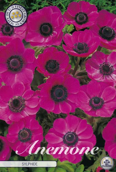 Bukettanemon-Anemone Coronaria  Sylphide  20-pack Online now