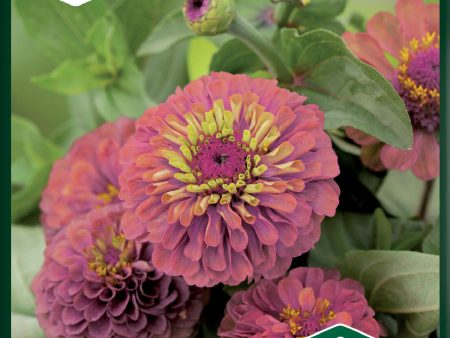 Zinnia, Sunbow Purple Online now