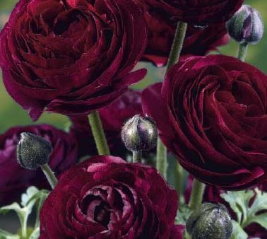 Bukettranunkel-Ranunculus asiaticus  Purple  10-pack Cheap