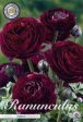 Bukettranunkel-Ranunculus asiaticus  Purple  10-pack Cheap