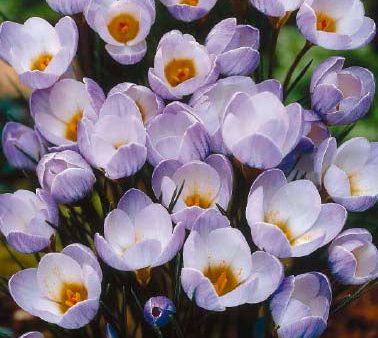 Bägarkrokus-Crocus Chrysanthus  Blue Pearl  20-pack Supply