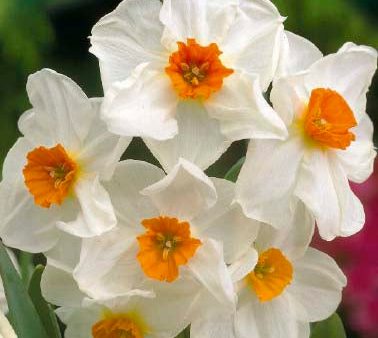 Narcissus Geranium 5-pack Online Hot Sale