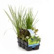 30035 Insects Waterplants For Discount