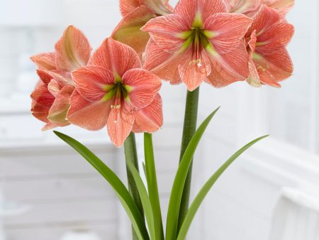 Amaryllis-Hippeastrum  Terra Cotta Star  1-pack Sale