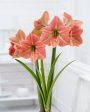 Amaryllis-Hippeastrum  Terra Cotta Star  1-pack Sale