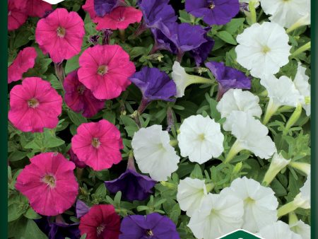 Petunia, Picobella F1, mini, bl färger For Cheap