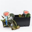 Nymphaea  Charles de Meurville  Hot on Sale