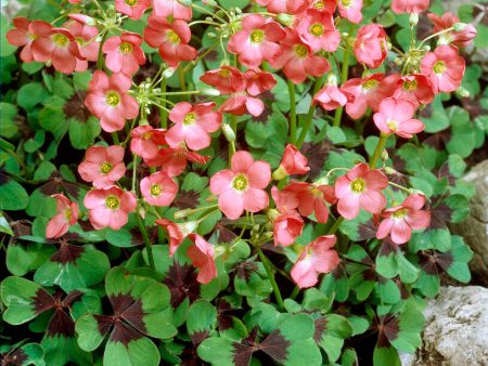 Rosettoxalis-Oxalis Deppei 20-pack Discount