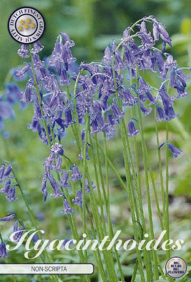 Engelsk klockhyacint-Hyacinthoides non scripta  Non Scripta  10-pack Online Hot Sale