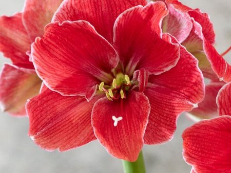 Amaryllis-Hippeastrum  Magical Touch  1-pack Supply