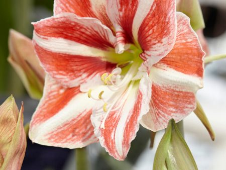 Amaryllis-Hippeastrum  Clown  1-pack Sale