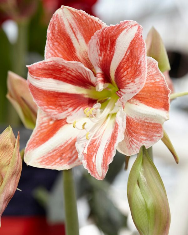 Amaryllis-Hippeastrum  Clown  1-pack Sale