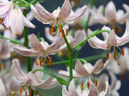 Krollilja-Lilium martagon  Pink Morning  1-pack Online