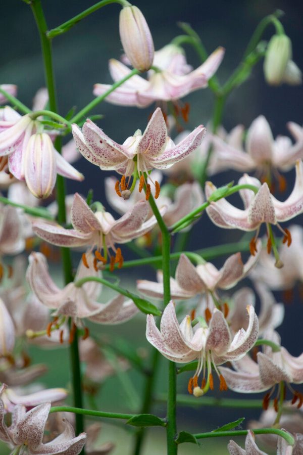 Krollilja-Lilium martagon  Pink Morning  1-pack Online