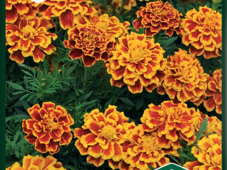 Tagetes, Sammets-, Bolero Fashion