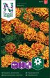 Tagetes, Sammets-, Bolero Fashion