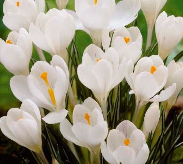 Vårkrokus-Crocus Vernus  Jeanne D´Arc  10-pack Online