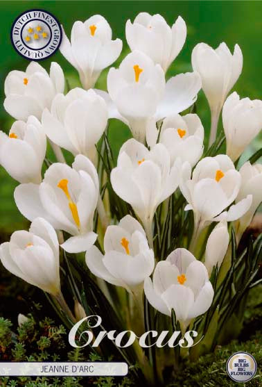 Vårkrokus-Crocus Vernus  Jeanne D´Arc  10-pack Online