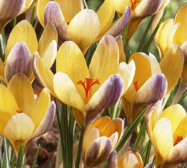 Bägarkrokus-Crocus Chrysanthus  Advance  10-pack Cheap