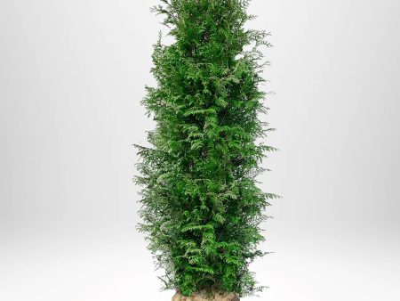 Thuja Brabant 160-180 cm, RB » LQ Online now