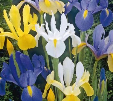 Iris Mixed 15-pack Online Hot Sale