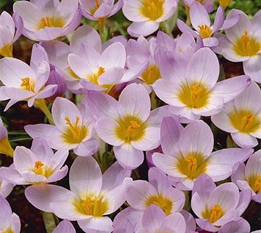 Krokus-Crocus Botanical  Firefly  (NEW) 20-pack For Sale