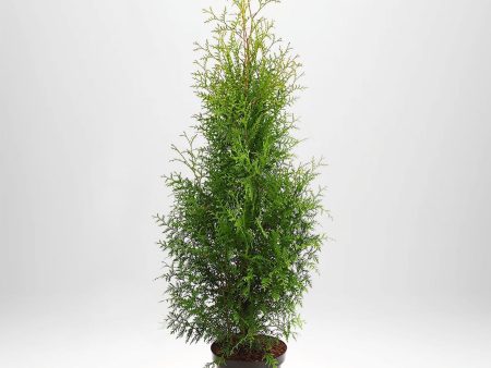 Thuja Brabant 50-60 cm, Co 2 » LQ Online Sale