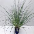 Cortaderia sell.  Pumila  Online Sale