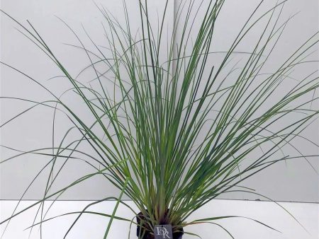 Cortaderia sell.  Pumila  Online Sale