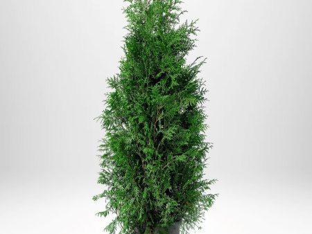 Thuja Brabant 140-160 cm, Co12 » LQ For Discount