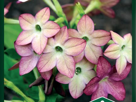 Blomstertobak, Avalon Lime Purple F1 Online Sale