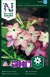 Blomstertobak, Avalon Lime Purple F1 Online Sale