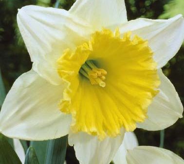 Narcissus Ice Follies 5-pack For Cheap