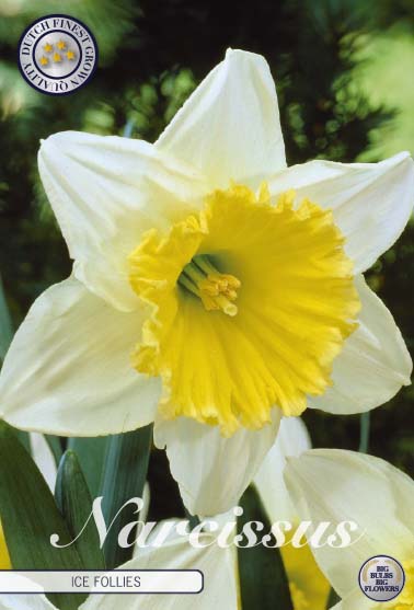 Narcissus Ice Follies 5-pack For Cheap