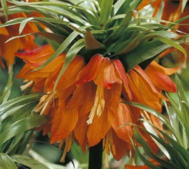 Kejsarkrona-Fritillaria imperialis  Rubra  1-pack Sale