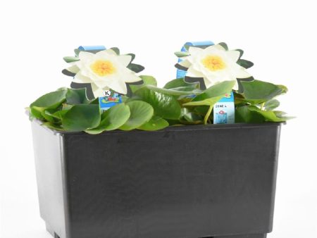 Nymphaea alba on Sale