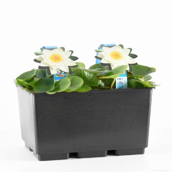 Nymphaea alba on Sale