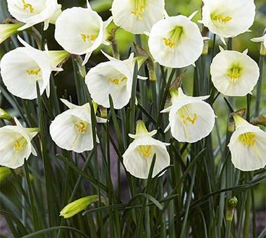 Narcissus  White Petticoat  (NEW) 7-pack Online now